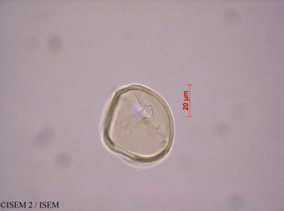 Cassia occidentalis - lame n° 39839